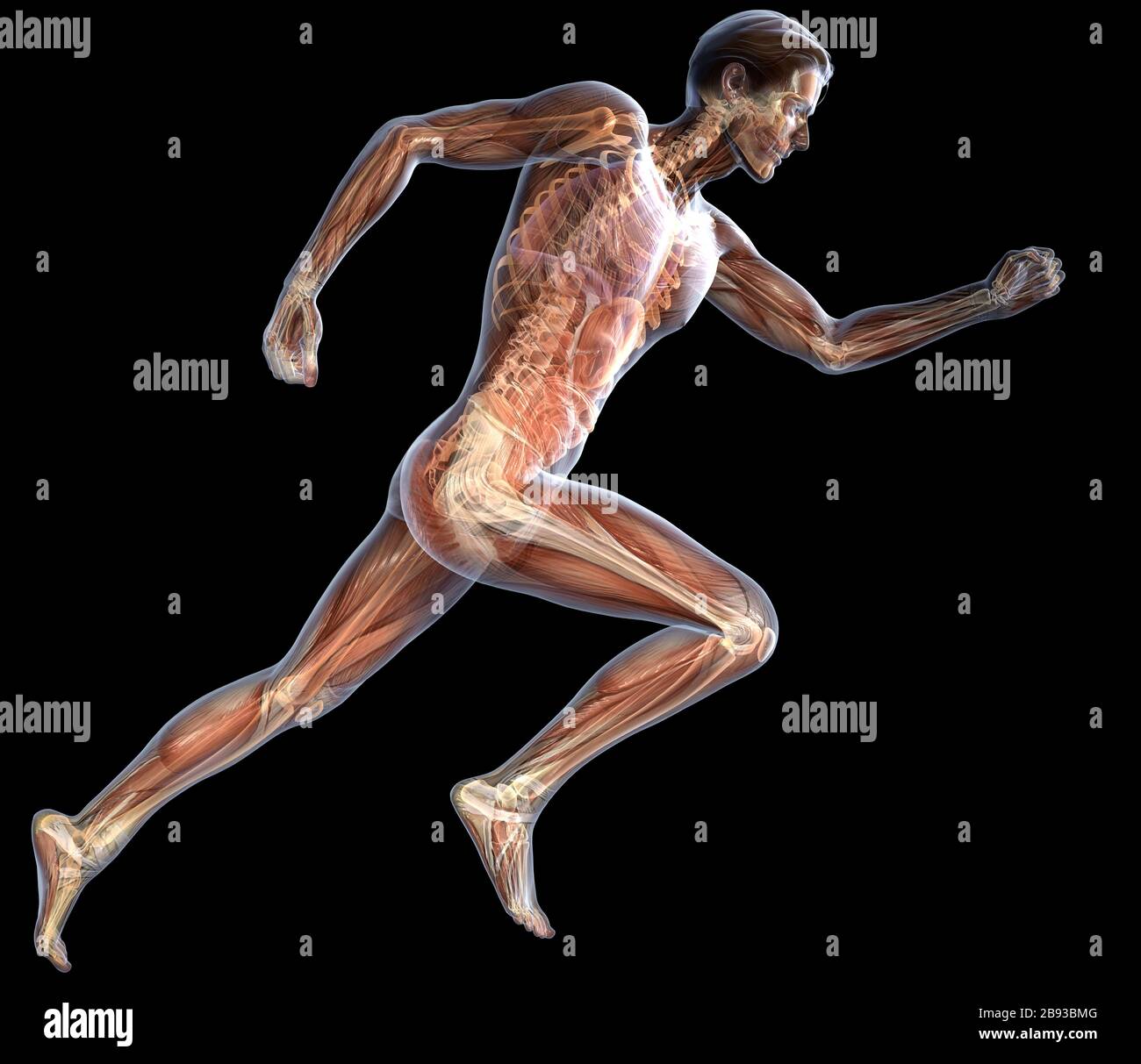 3D illustration showing running man with inner organs, heart and brain ...