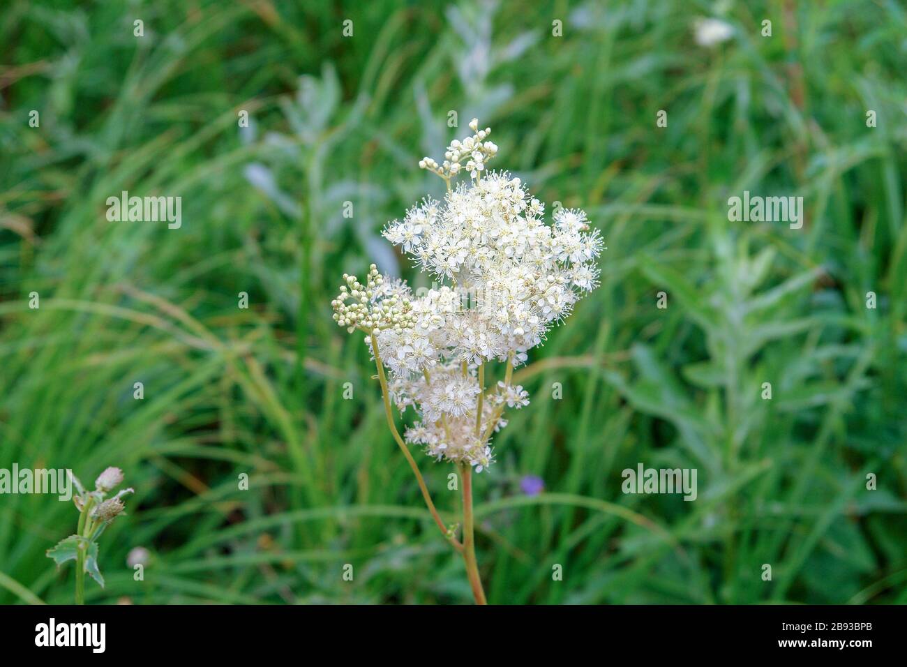 White meadow flower yarrow on natural background. Selective focus Stock Photo