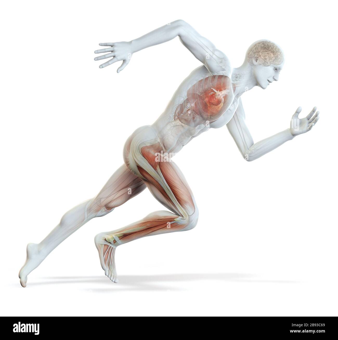 3D illustration showing running man with inner organs, highlighted heart, lungs, muscles, brain