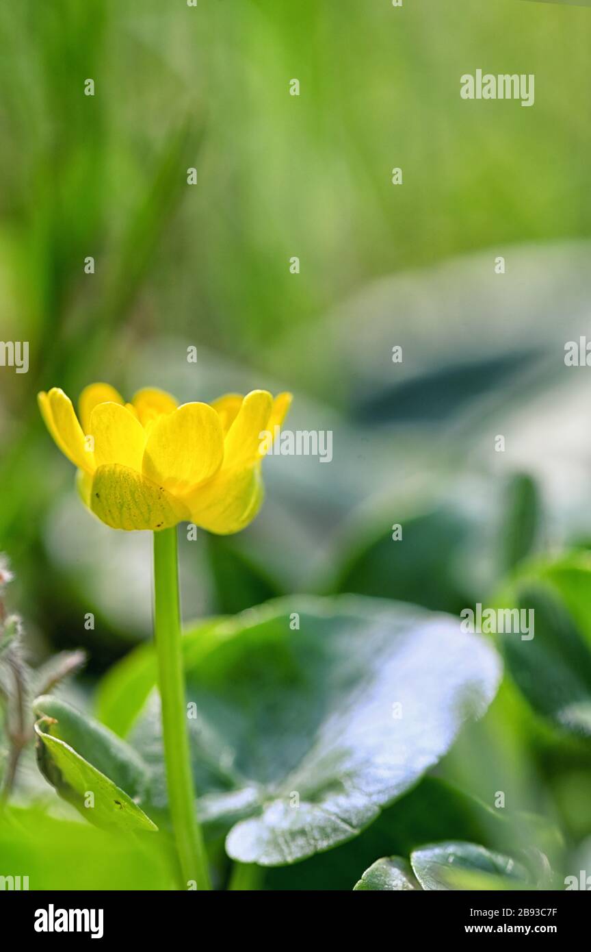 A Fig Buttercup Blooming In Early Spring Stock Photo
