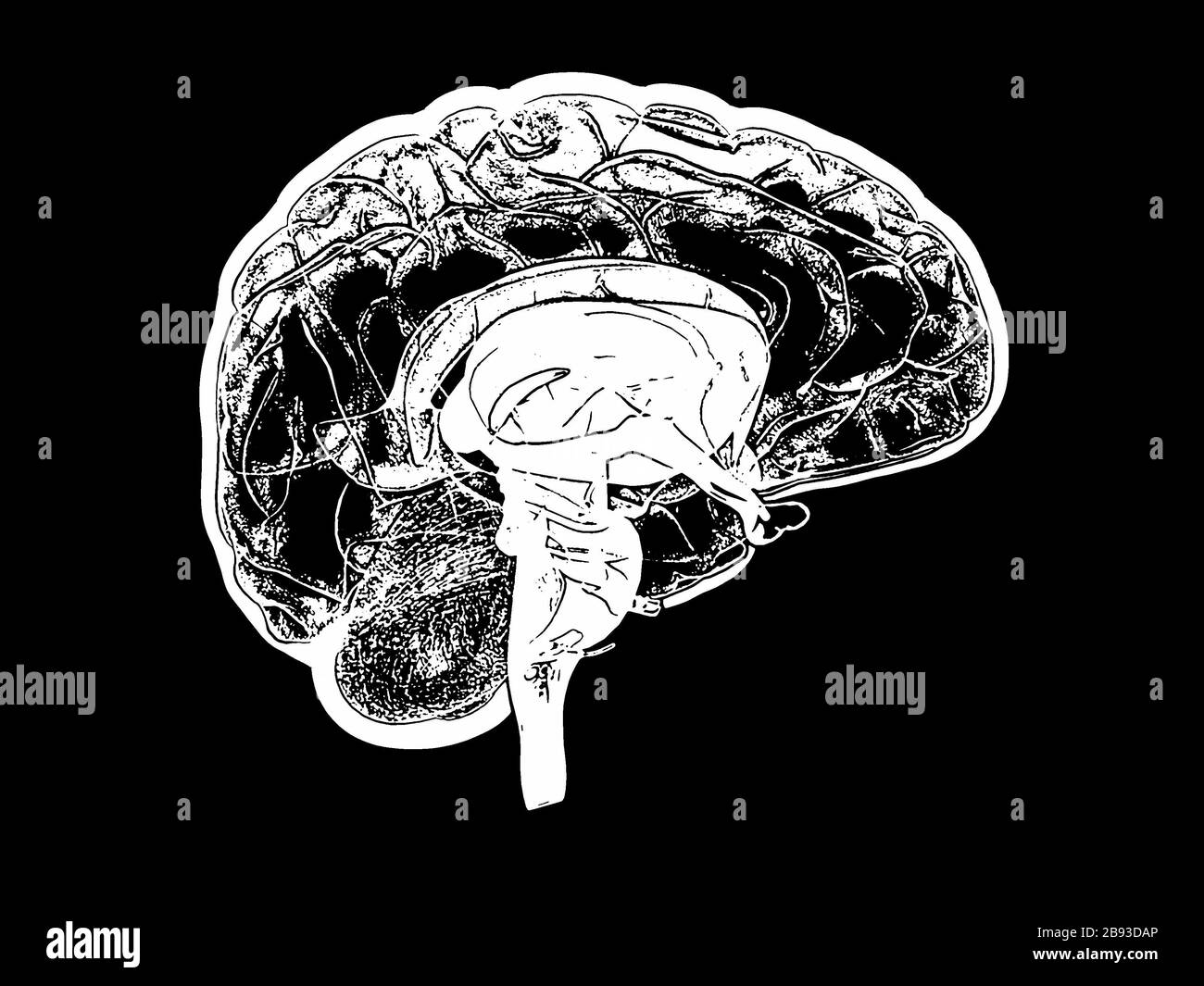 Human Brain, artwork, , medical 3D illustration Stock Photo
