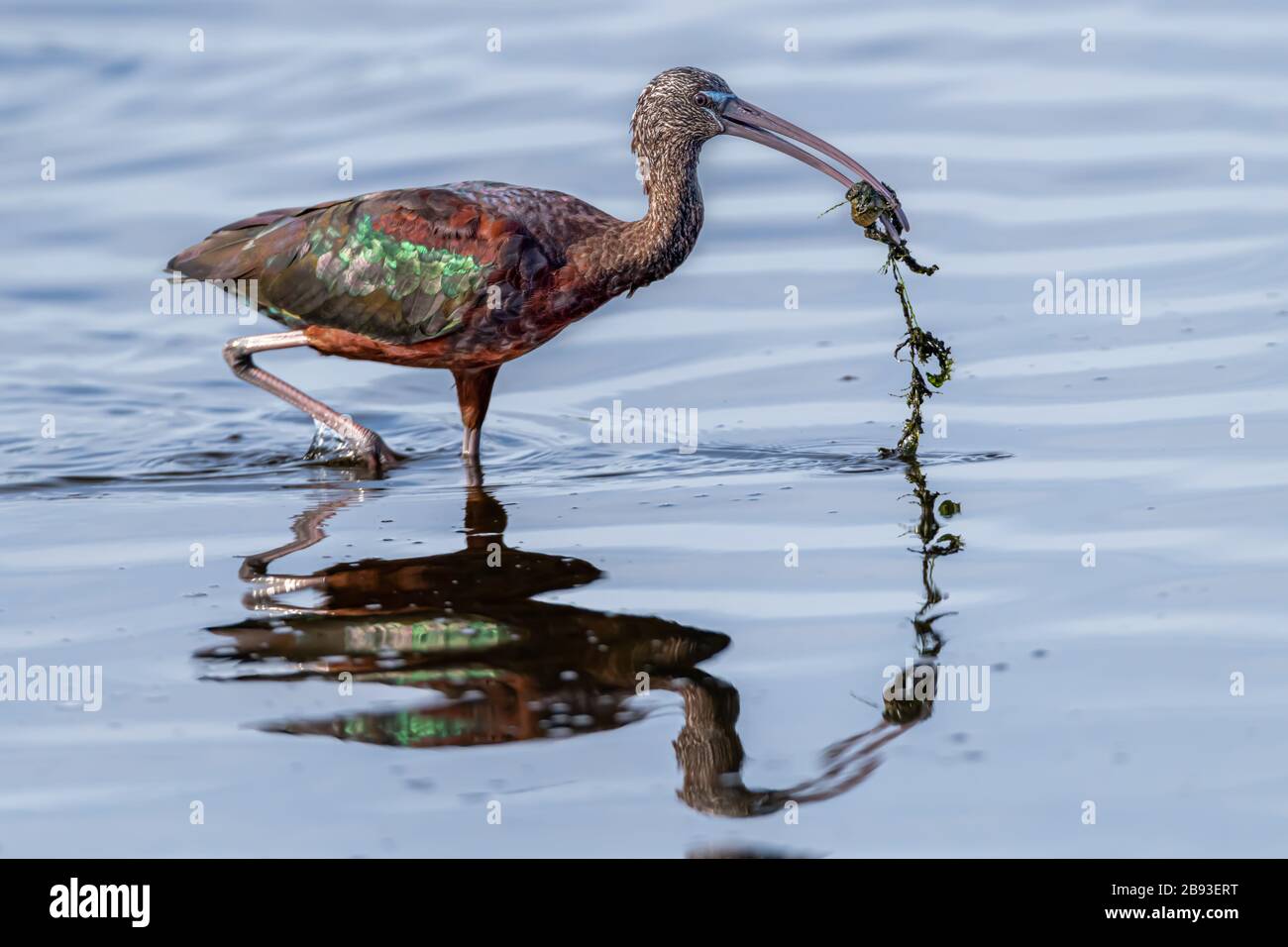 A Glossy Ibis (Plegadis falcinellus) is reflected in the water as it wades with a fish and vegetation in it's beak. Stock Photo
