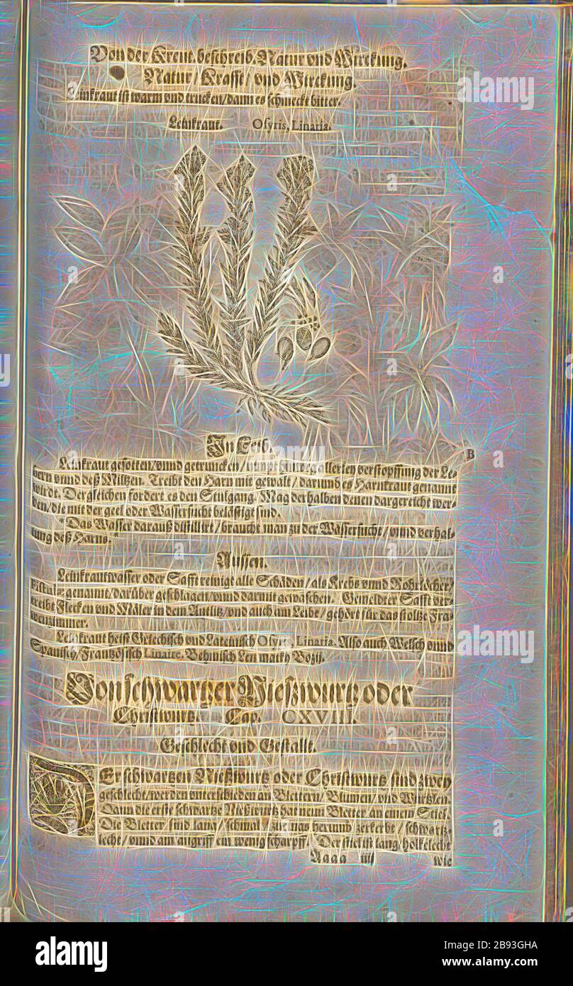 Osyris, Linaria, Toadflax, Fol. 418r, 1590, Pietro Andrea Mattioli, Joachim Camerarius: Kreuterbuch desz hochgelehrten unnd weitberühmten Herrn D. Petri Andreae Matthioli. Franckfort am Mayn: [Feyrabendt], 1590, Reimagined by Gibon, design of warm cheerful glowing of brightness and light rays radiance. Classic art reinvented with a modern twist. Photography inspired by futurism, embracing dynamic energy of modern technology, movement, speed and revolutionize culture. Stock Photo
