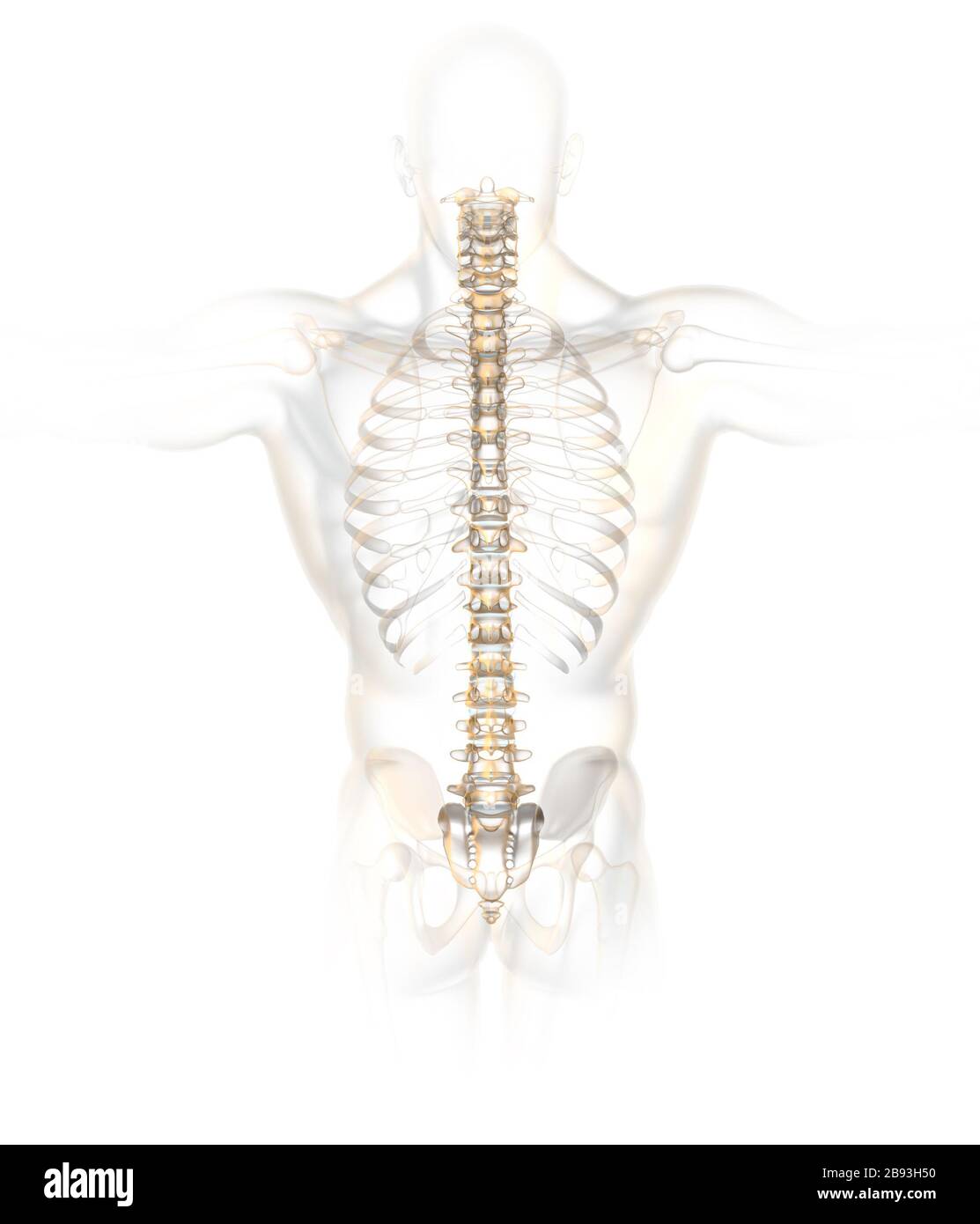 3D illustration showing skeleton of a woman, posterior view Stock Photo