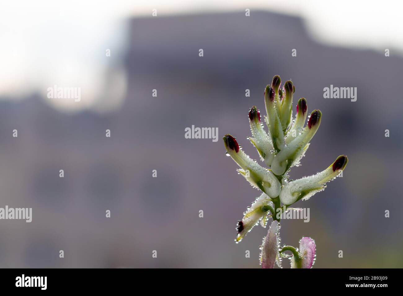 Fumaria capreolata, the white ramping fumitory, close-up on dew drops on the flower and leaves, blurred background. Stock Photo