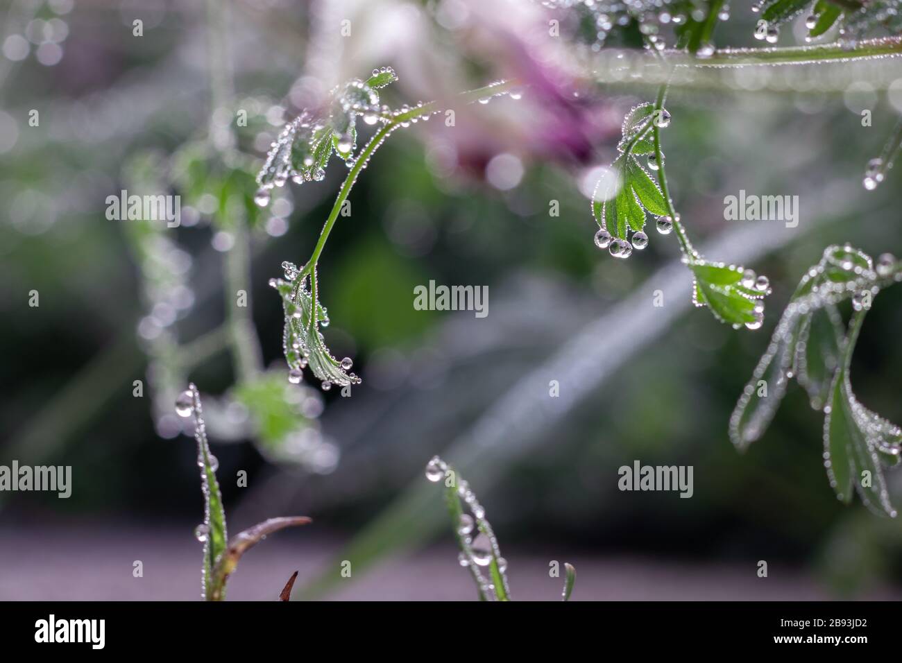 Fumaria capreolata, the white ramping fumitory, close-up on dew drops on leaves, blurred background. Stock Photo