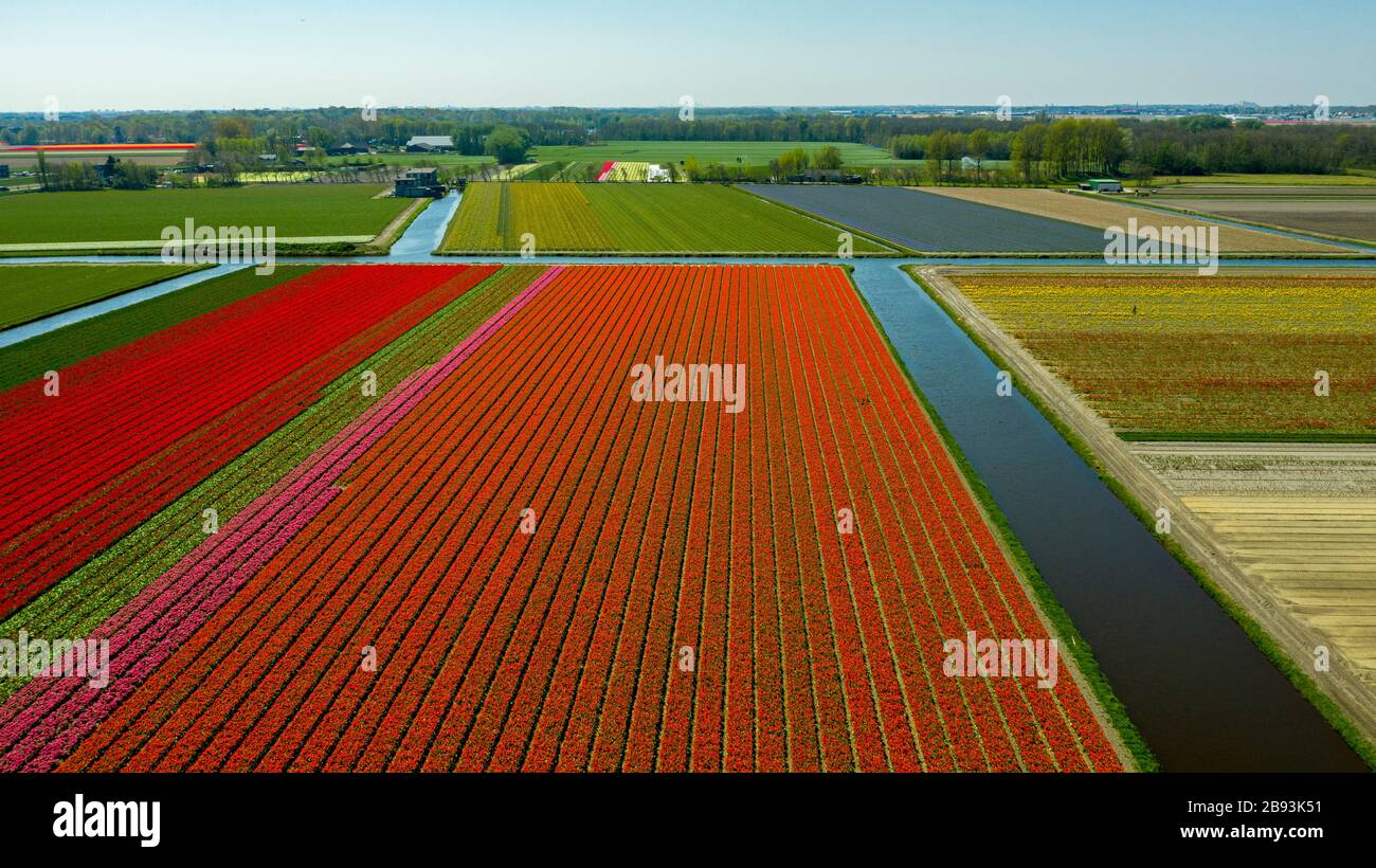 Aerial view of bulb-fields in springtime, located between the towns of Lisse and Sassenheim, province of Zuid-Holland, the Netherlands Stock Photo