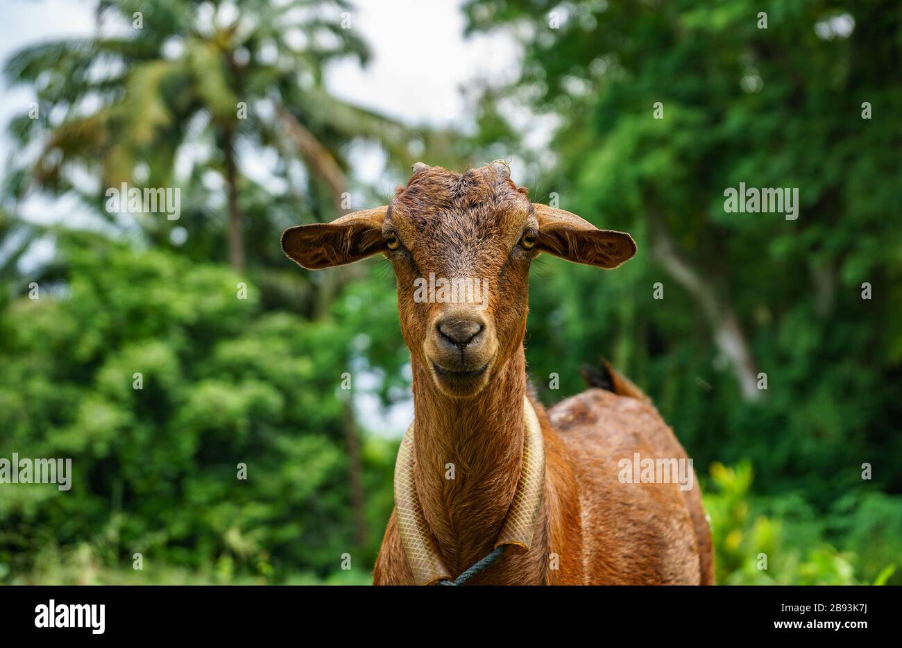 Curious but friendly goat came to greet me unexpectedly and looked like an animal has a smile on his face. Taken on remote Banda islands, Maluku, east Stock Photo