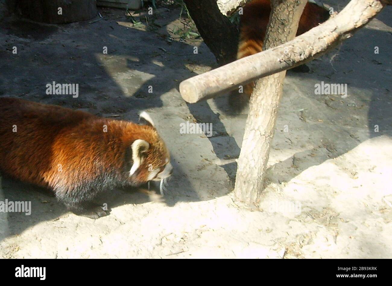Български: Червена панда в зоологическа градина English: Red panda in a  zoo; 25 May 2008 (original upload date); Transferred from bg.wikipedia to  Commons.; Mpb eu at Bulgarian Wikipedia Stock Photo - Alamy