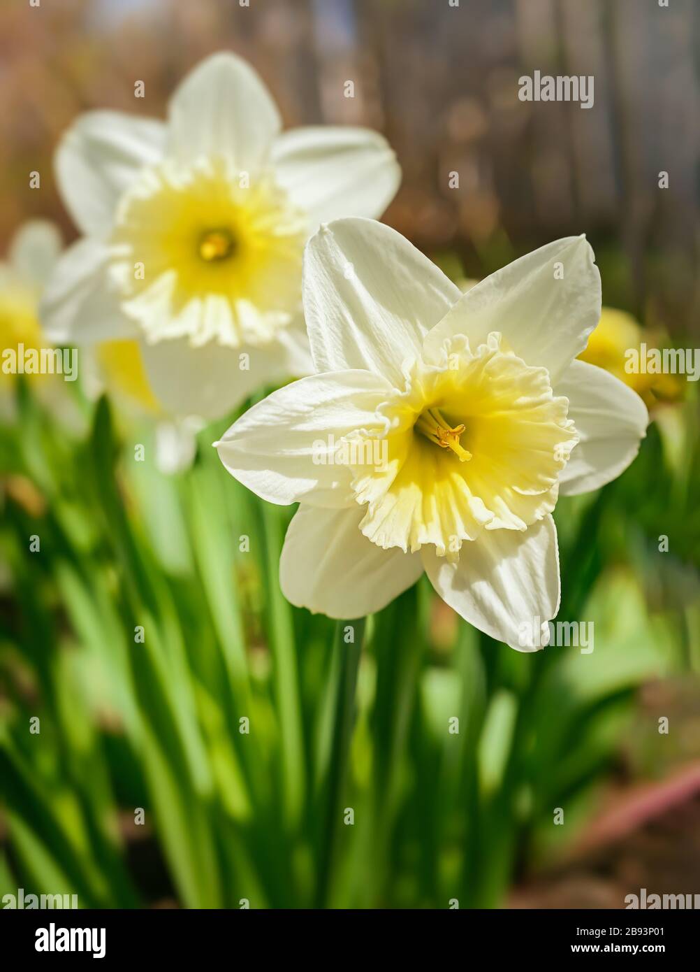 Ice Follies daffodils blooming in the home garden. Stock Photo