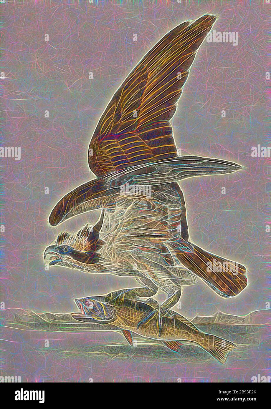 Audubon birds of america osprey hi-res stock photography and images - Alamy