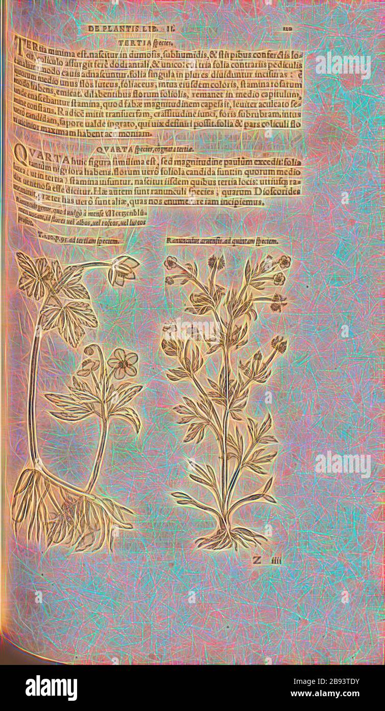 Ranunculus, Ranunculus arvensis, Illustration of two buttercup feet from the 16th century, Fig. 64, p. 120r, 1561, Valerius Cordus, Konrad Gessner, Benedictus Aretius, Pedanius Dioscorides: In hoc volumine continentur Valerii Cordi Simesusii annotationes in Pedacii Dioscoridis Anazarbei de medica materia libros V. [...]. Argentorati: excudebat Josias Rihelius 1561, Reimagined by Gibon, design of warm cheerful glowing of brightness and light rays radiance. Classic art reinvented with a modern twist. Photography inspired by futurism, embracing dynamic energy of modern technology, movement, speed Stock Photo