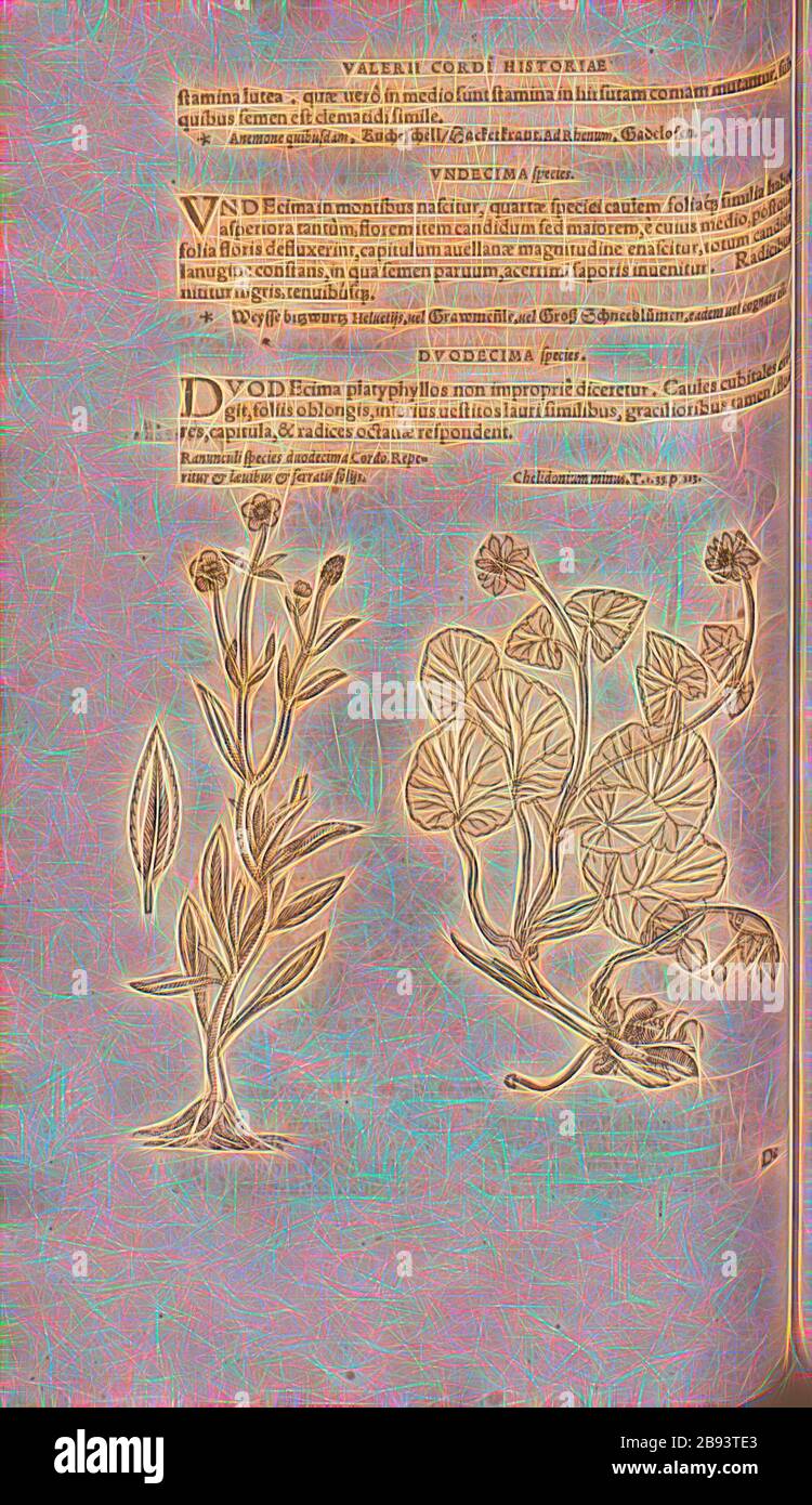 Ranunculus, Chelidonium minus, Illustration of a 16th century cocksfoot and gray-skunk, Fig. 67, p. 121v, 1561, Valerius Cordus, Konrad Gessner, Benedictus Aretius, Pedanius Dioscorides: In hoc volumine continentur Valerii Cordi Simesusii annotationes in Pedacii Dioscoridis Anazarbei de medica materia libros V. [...]. Argentorati: excudebat Josias Rihelius 1561, Reimagined by Gibon, design of warm cheerful glowing of brightness and light rays radiance. Classic art reinvented with a modern twist. Photography inspired by futurism, embracing dynamic energy of modern technology, movement, speed an Stock Photo
