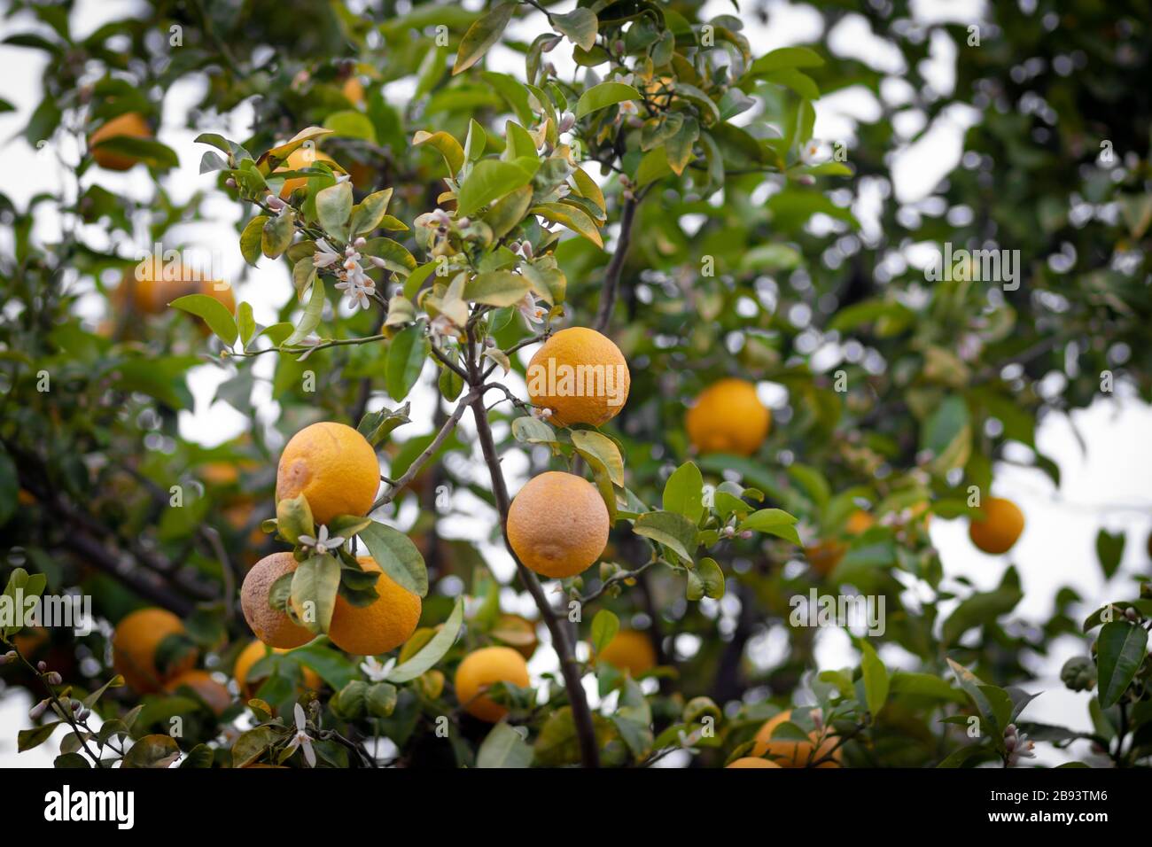 Bitter orange tree hires stock photography and images Alamy