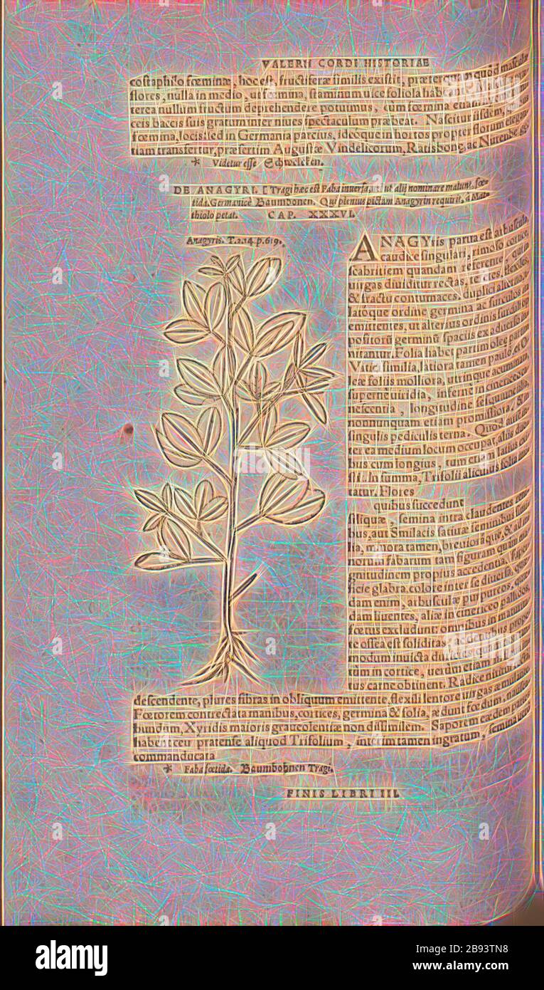 Anagyris, Illustration of a plant called Anagyris from the 16th century, Fig. 184, p. 190v, 1561, Valerius Cordus, Konrad Gessner, Benedictus Aretius, Pedanius Dioscorides: In hoc volumine continentur Valerii Cordi Simesusii annotationes in Pedacii Dioscoridis Anazarbei de medica materia libros V. [...]. Argentorati: excudebat Josias Rihelius 1561, Reimagined by Gibon, design of warm cheerful glowing of brightness and light rays radiance. Classic art reinvented with a modern twist. Photography inspired by futurism, embracing dynamic energy of modern technology, movement, speed and revolutioniz Stock Photo