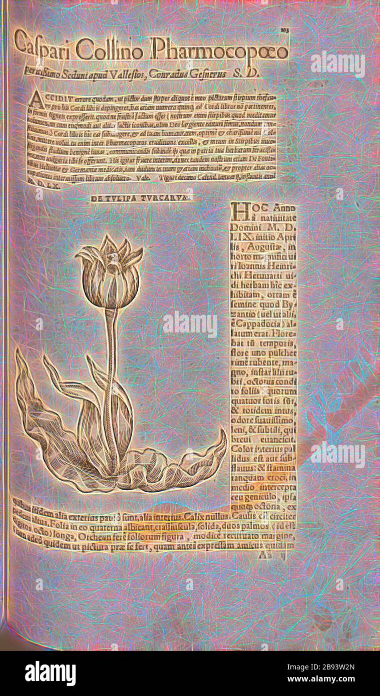 tulip Turkey, Illustration of a tulip from the 16th century, Fig. 203, p. 214r, 1561, Valerius Cordus, Konrad Gessner, Benedictus Aretius, Pedanius Dioscorides: In hoc volumine continentur Valerii Cordi Simesusii annotationes in Pedacii Dioscoridis Anazarbei de medica materia libros V. [...]. Argentorati: excudebat Josias Rihelius 1561, Reimagined by Gibon, design of warm cheerful glowing of brightness and light rays radiance. Classic art reinvented with a modern twist. Photography inspired by futurism, embracing dynamic energy of modern technology, movement, speed and revolutionize culture. Stock Photo