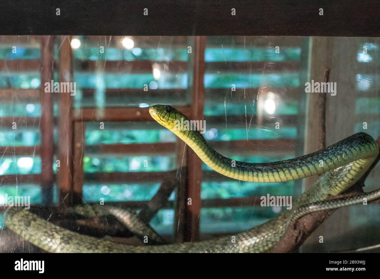 green snake in the city of Manaus Amazon capital in Brazil Stock Photo