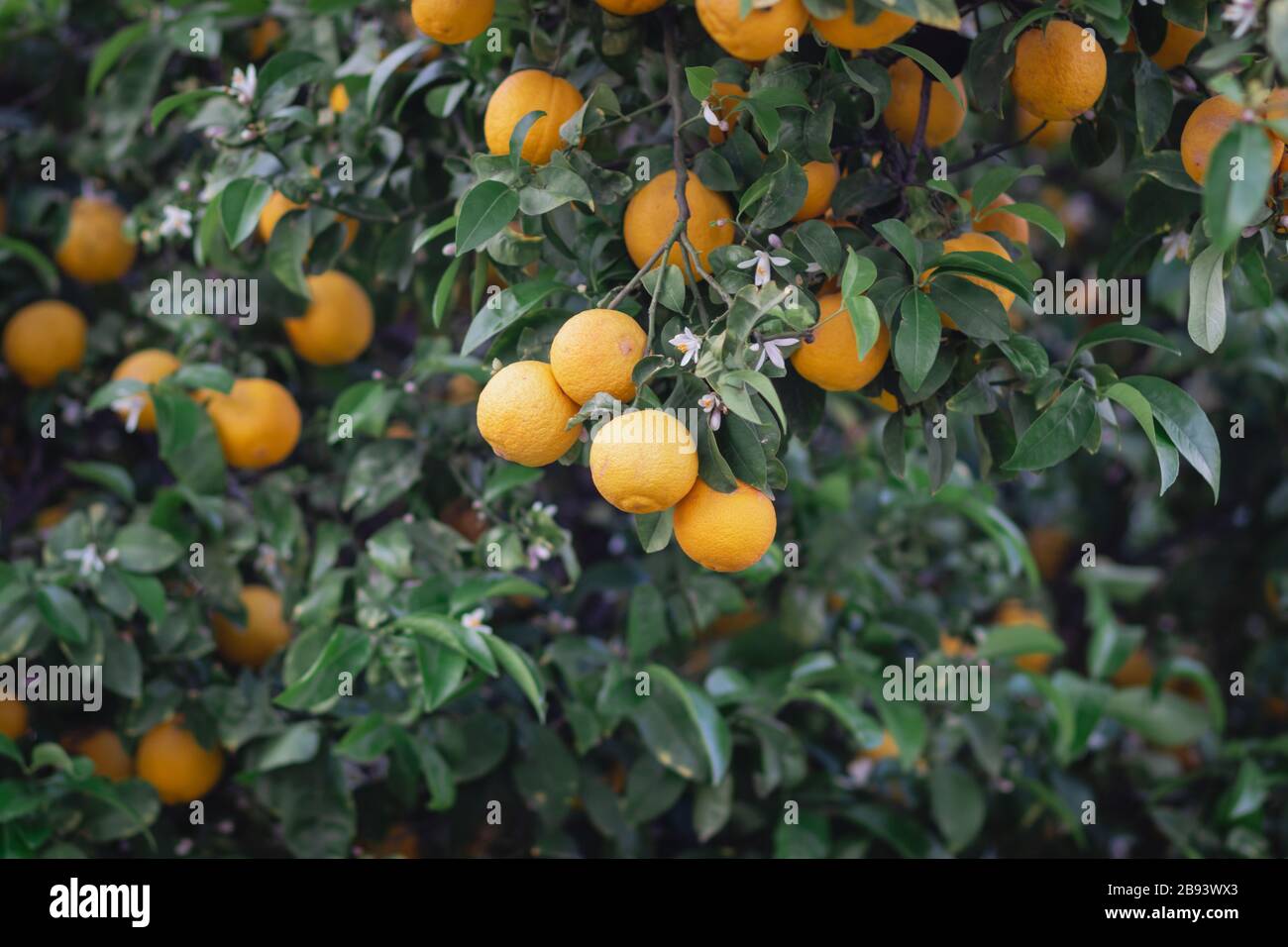 Bitter orange tree hires stock photography and images Alamy