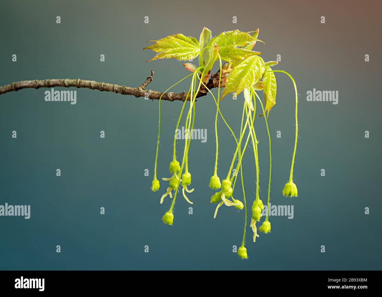 Flowers of sugar maple (Acer saccharum) dangling from base of newly emerging leaves in early spring in central Virginia. Stock Photo