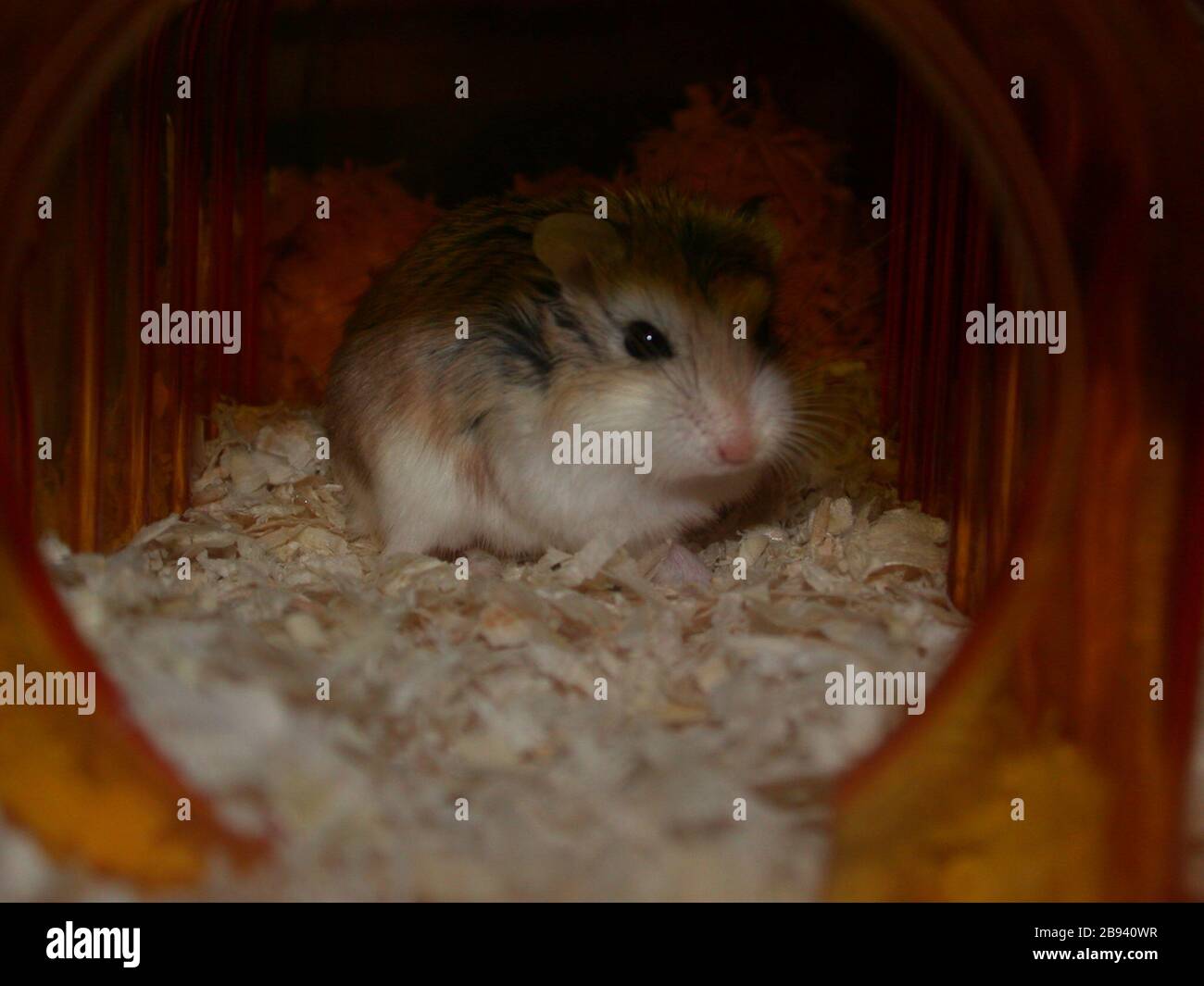 Hiding hamster hires stock photography and images Alamy