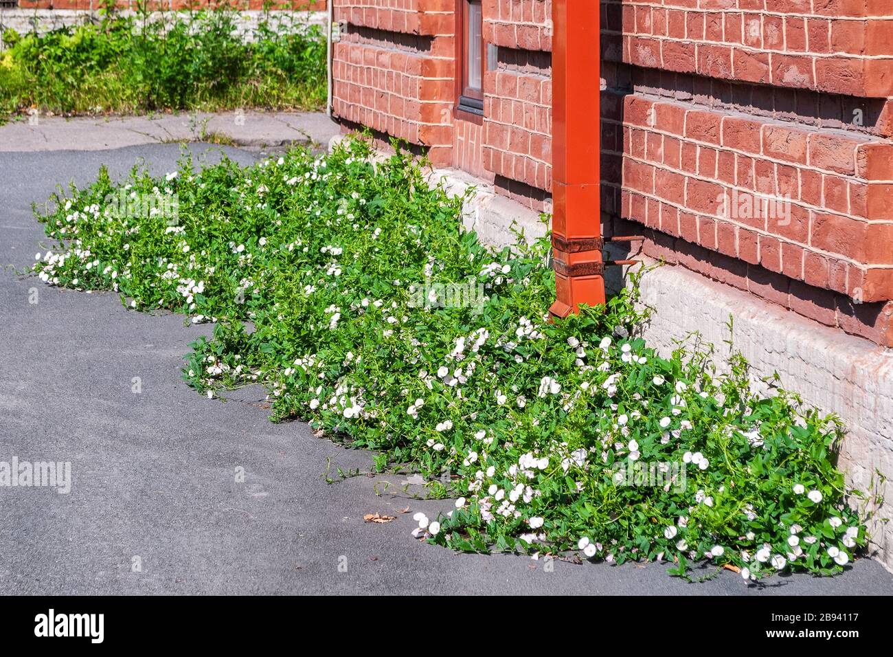 Flowers growing on asphalt hi-res stock photography and images - Alamy
