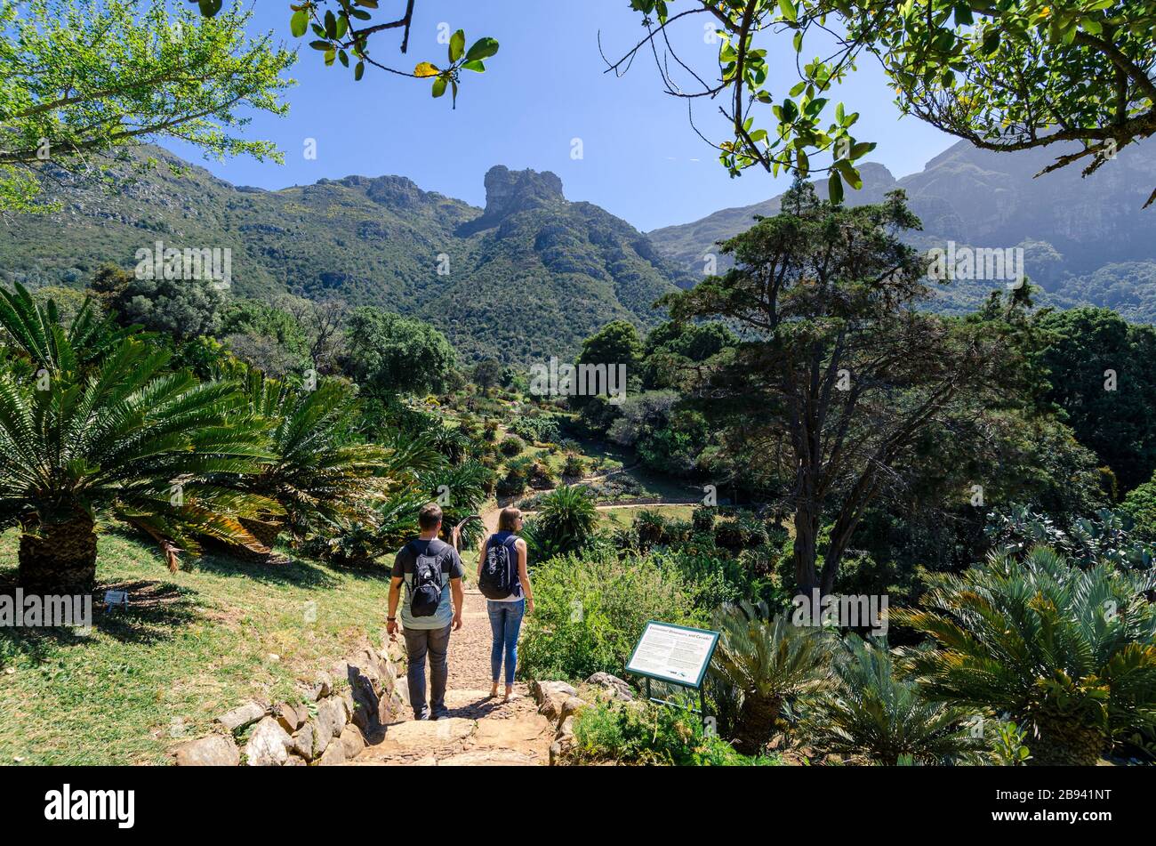 Young caucasian couple walking among the beautiful flora of Kirstenbosch botanical gardens on the slopes of table mountain Cape Town. South africa Stock Photo