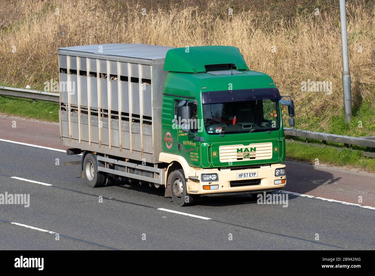 Livestock Haulage delivery trucks, lorry, transportation, truck, cargo carrier, MAN vehicle, European commercial transport, industry, M6 at Manchester, UK Stock Photo
