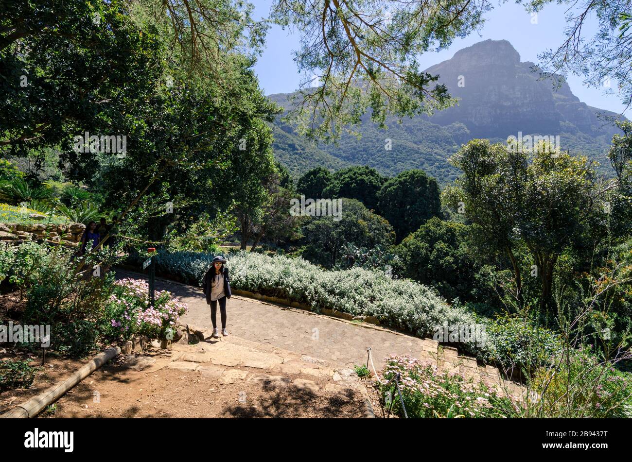 Asian tourist enjoying Kirstenbosch botanical gardens with views of devils peak,Cape Town South Africa Stock Photo