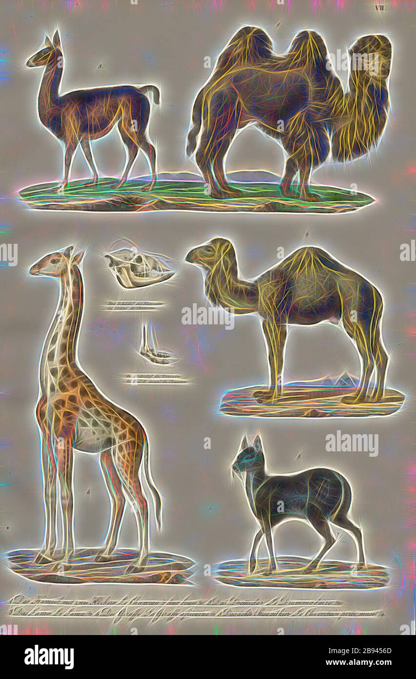 Mammals: Camels, giraffes, musk deer, 1. The camel with two humps, 2. The Drommedar, 3. The llama, 4. The giraffe, 5. The evil muskrat, Plate VII, Heinrich Rudolf Schinz: Abbildungen aus der Naturgeschichte. Zürich: bei Friedrich Schulthess, [1824], Reimagined by Gibon, design of warm cheerful glowing of brightness and light rays radiance. Classic art reinvented with a modern twist. Photography inspired by futurism, embracing dynamic energy of modern technology, movement, speed and revolutionize culture. Stock Photo