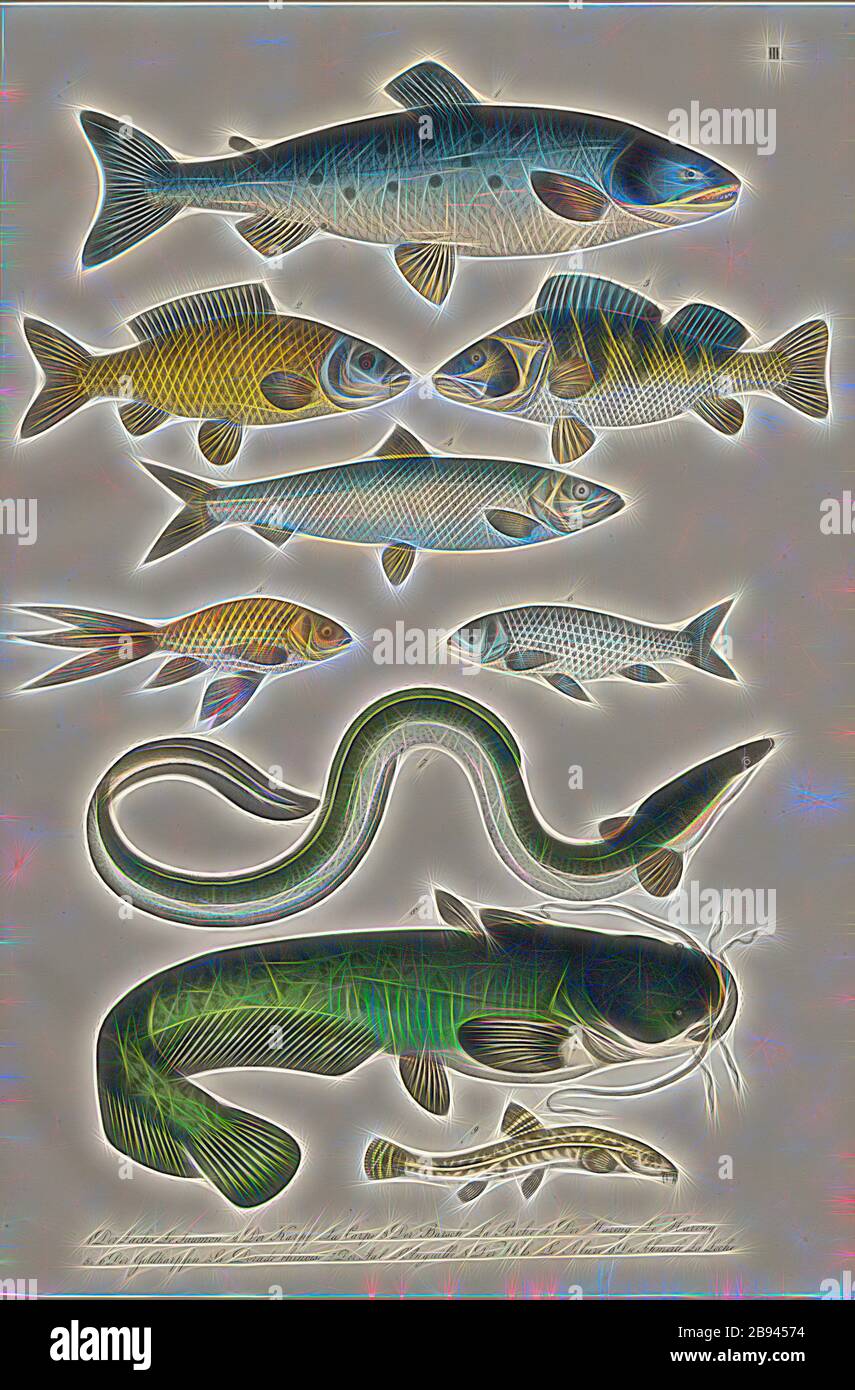 Fish: salmon, carp, perch, herring, eels, catfish, 1. The salmon, 2. The carp, 3. The perch, 4. The herring, 5. u., 6. The golden carp, 7. The eel, 8. The catfish, 9. The loach, Plate III, Heinrich Rudolf Schinz: Abbildungen aus der Naturgeschichte. Zürich: bei Friedrich Schulthess, [1824], Reimagined by Gibon, design of warm cheerful glowing of brightness and light rays radiance. Classic art reinvented with a modern twist. Photography inspired by futurism, embracing dynamic energy of modern technology, movement, speed and revolutionize culture. Stock Photo