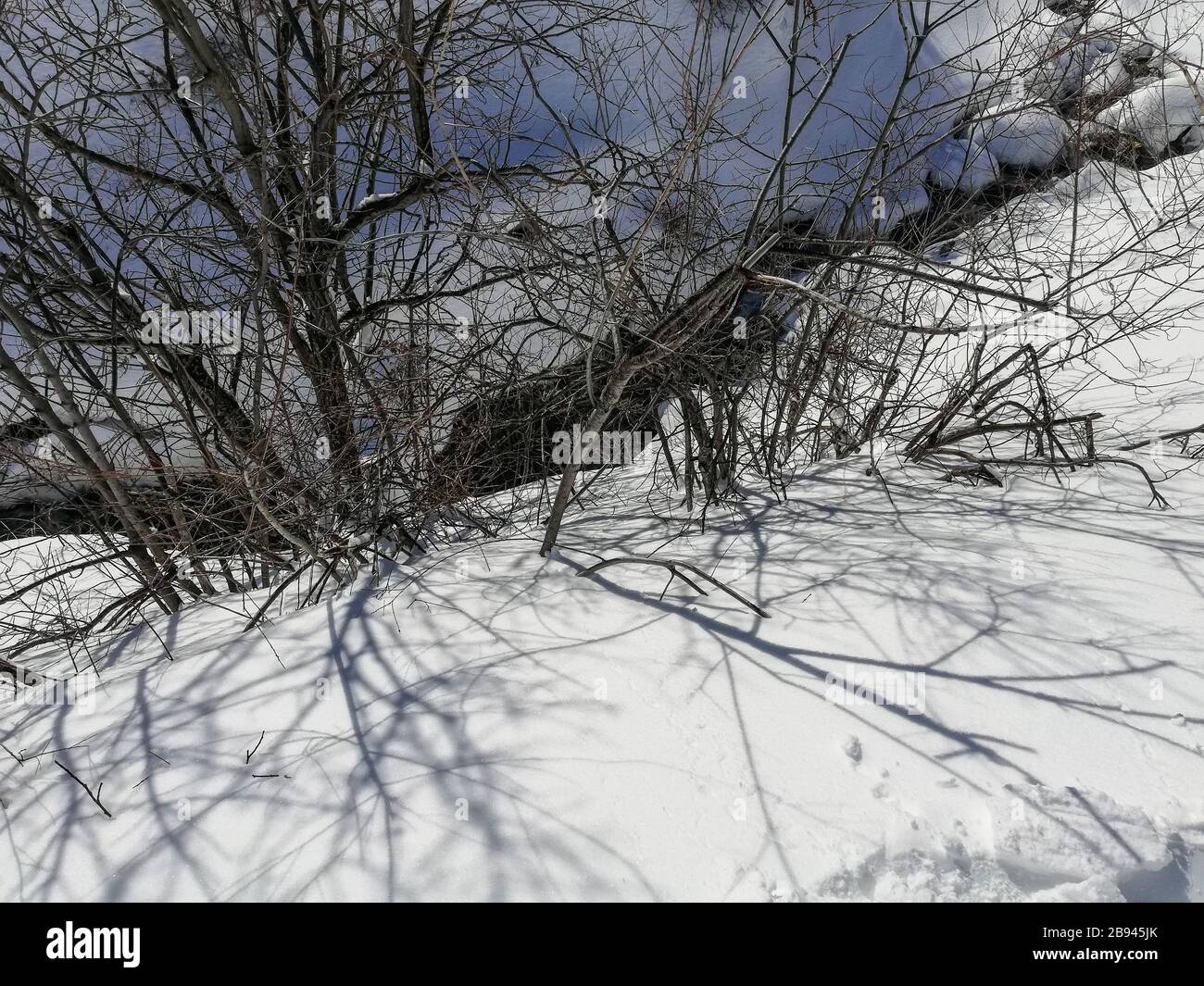branches and shadows in the snow Stock Photo - Alamy