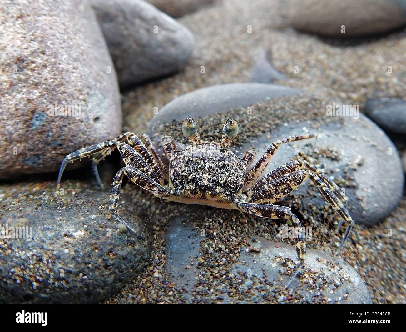 Ghost crab (Ocypode occidentalis) from Dominical, Costa Rica Stock