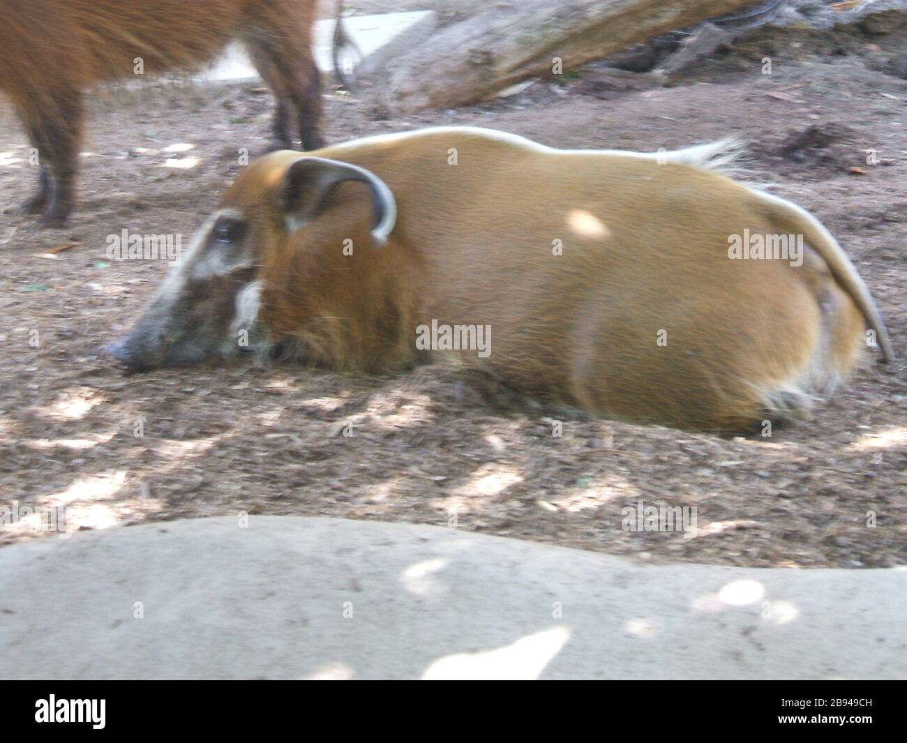 This Is A Red River Hog 5 September 07 Original Upload Date Transferred From En Wikipedia To Commons By User Johnnymrninja Using Commonshelper Lovcanaries At En Wikipedia Stock Photo Alamy