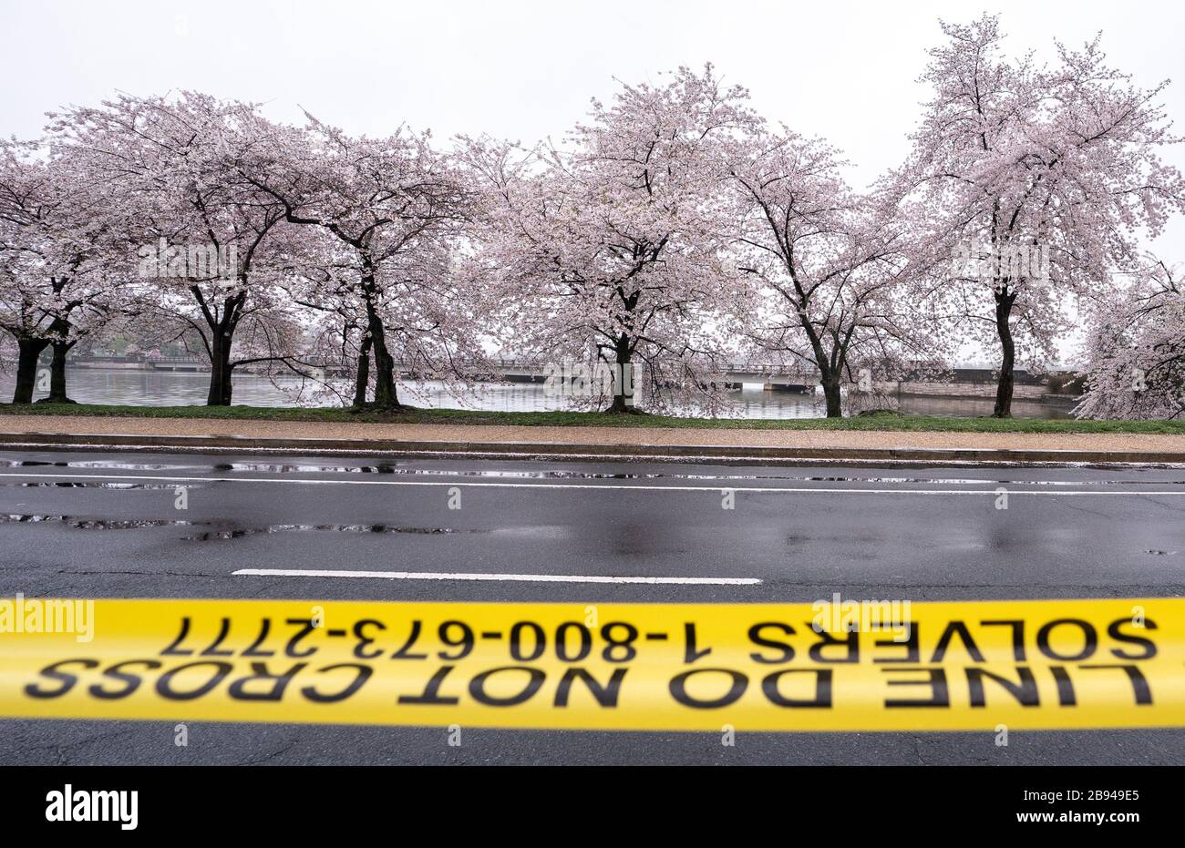 Washington, United States. 23rd Mar, 2020. Police deny vehicles and pedestrian access to the Cherry Blossoms over concerns of the COVID-19, Coronavirus, pandemic, in Washington, DC on March 23, 2020. Photo by Kevin Dietsch/UPI. Credit: UPI/Alamy Live News Stock Photo