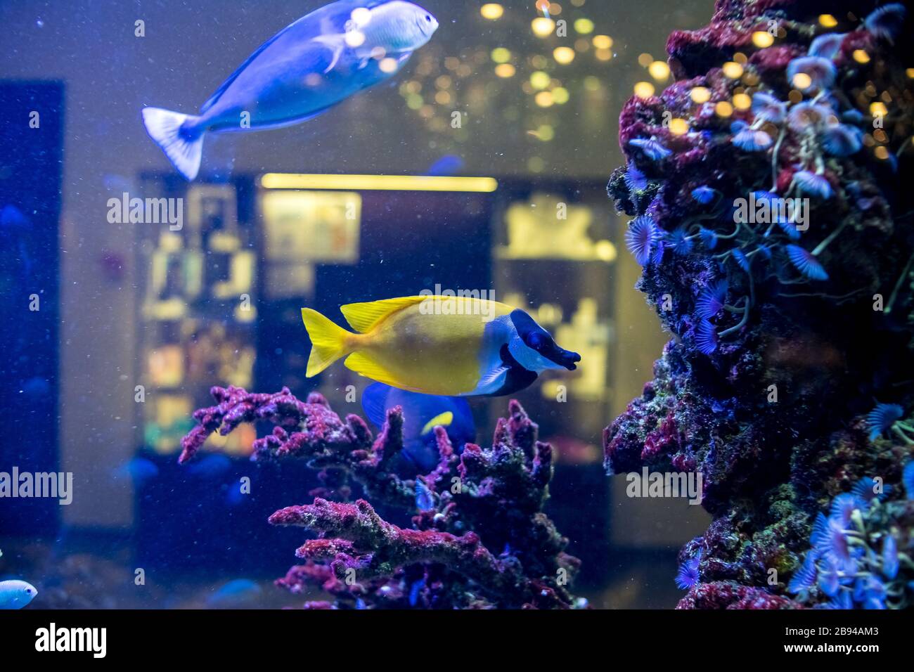 Yellow foxface rabbitfish with blurred background.Foxface Rabbitfish ,Siganus Vulpinus, tropical fish in aquarium.Colorful reef fish in Aquarium. Stock Photo