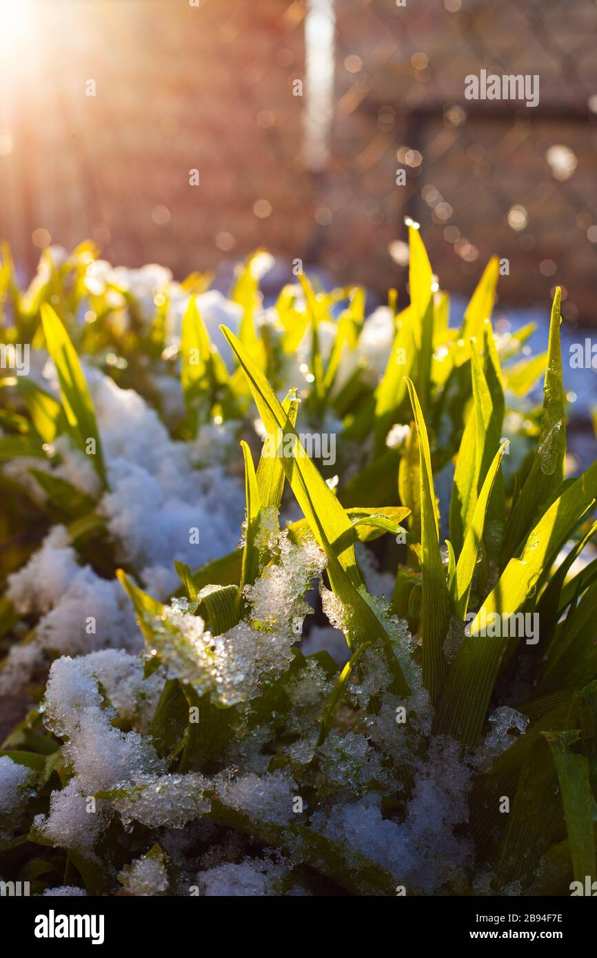 the first green grass sprouts under the snow in the morning sun close-up. the arrival of spring. seasonal changes in nature. Stock Photo