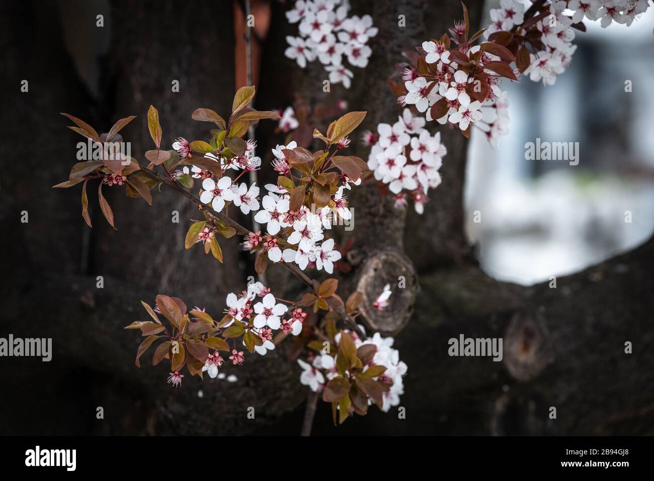 Beautiful Japanese cherry blossoms in spring Stock Photo - Alamy