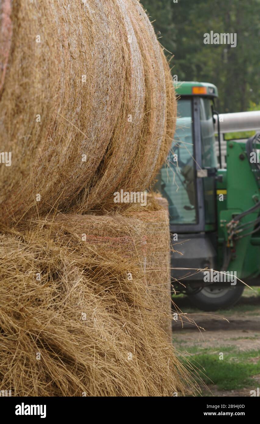 Stacks of rolled bales of hay sit in front of a piece of farm equipment Stock Photo