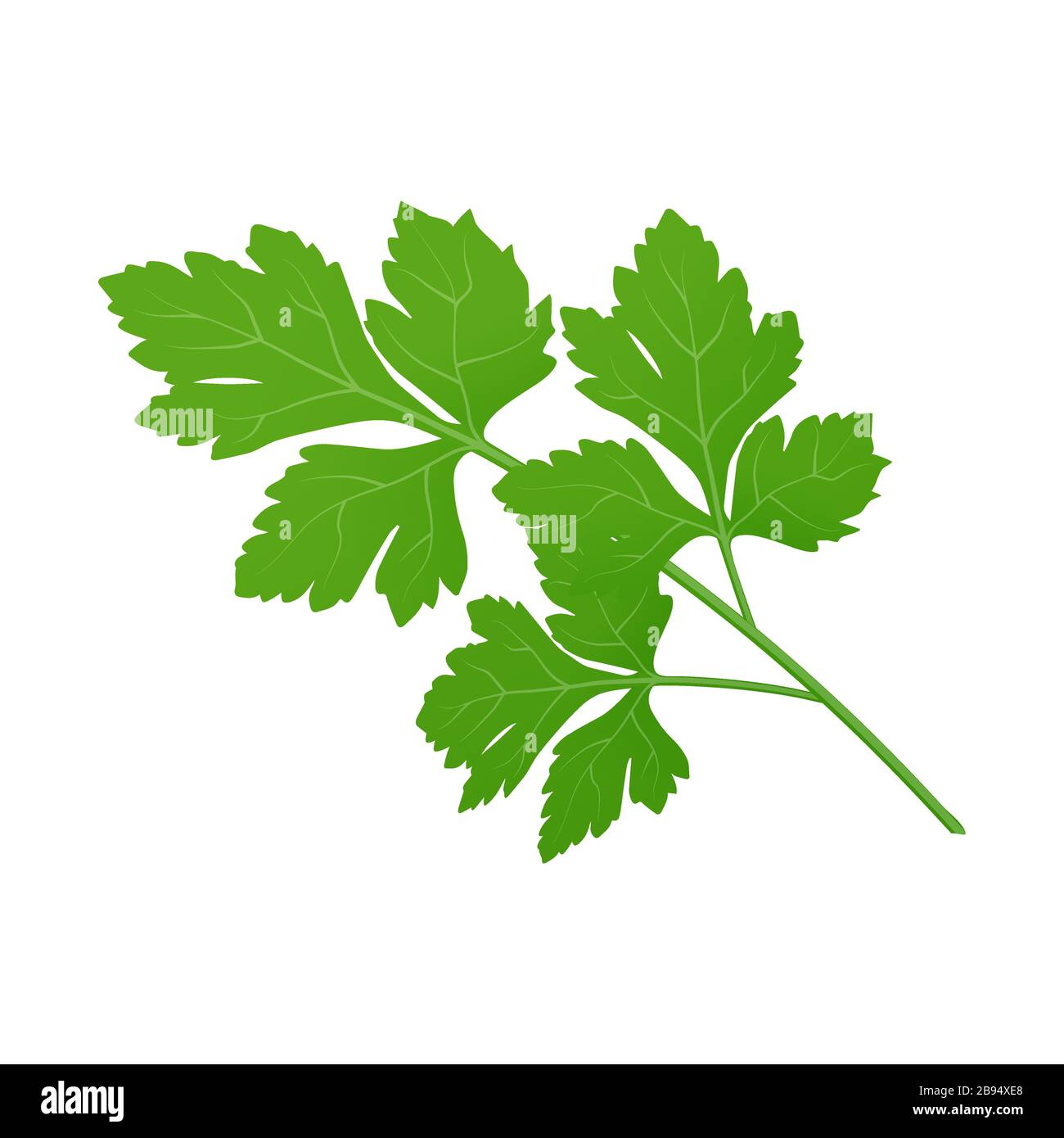 Fresh green parsley leaves on white background. Parsley isolated