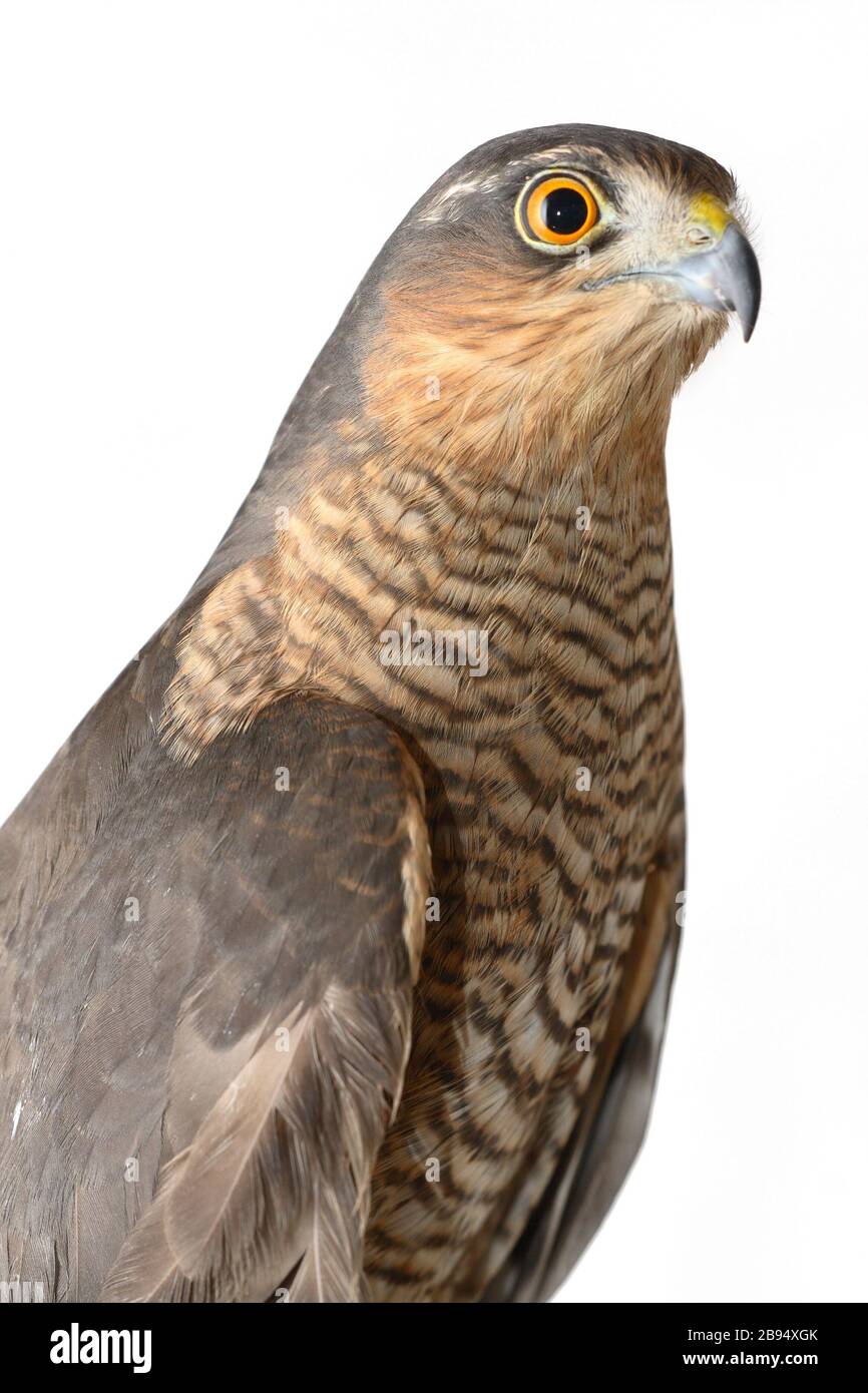 birds of prey - the sparrow hawk (Accipiter nisus) Stock Photo