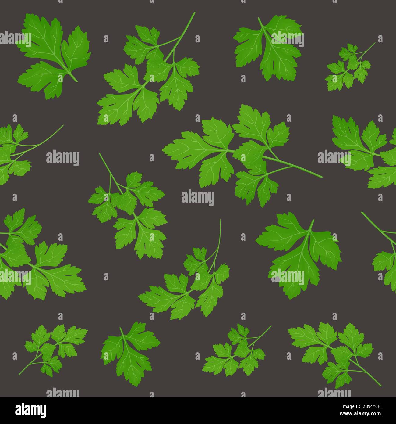 Fresh green parsley leaves on dark background. Parsley isolated. Vector