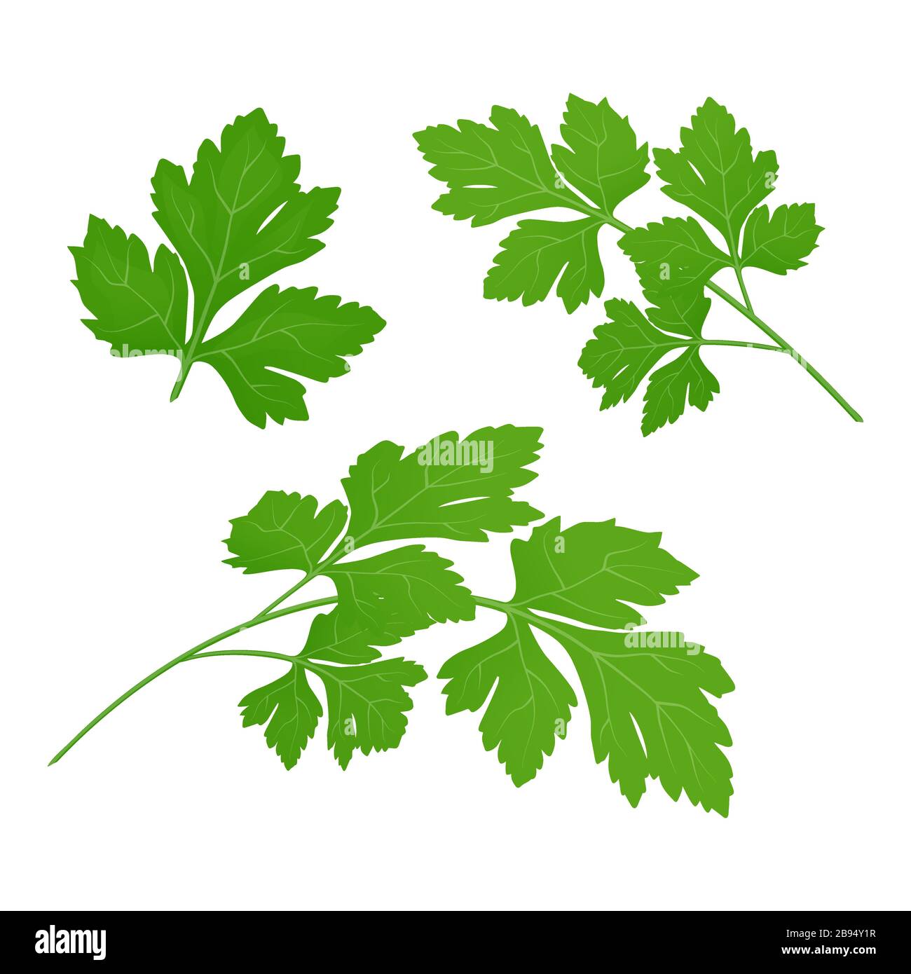 Fresh green parsley leaves on white background. Parsley isolated