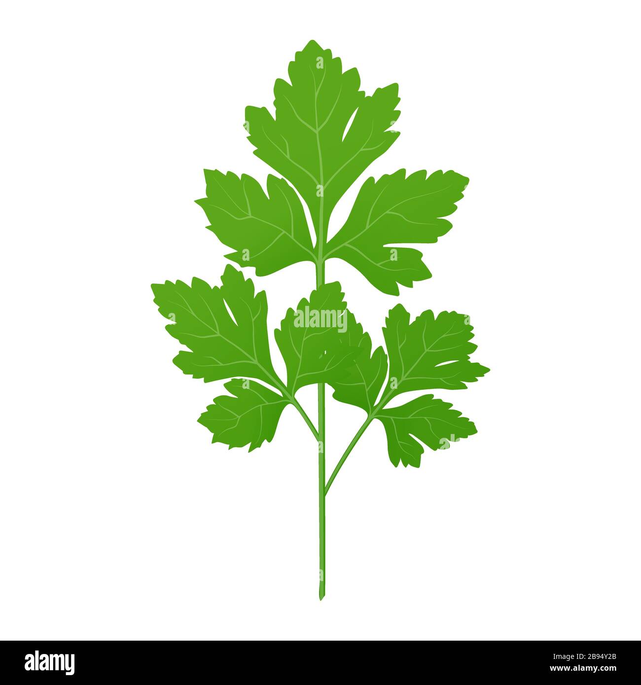 Fresh green parsley leaves on white background. Parsley isolated