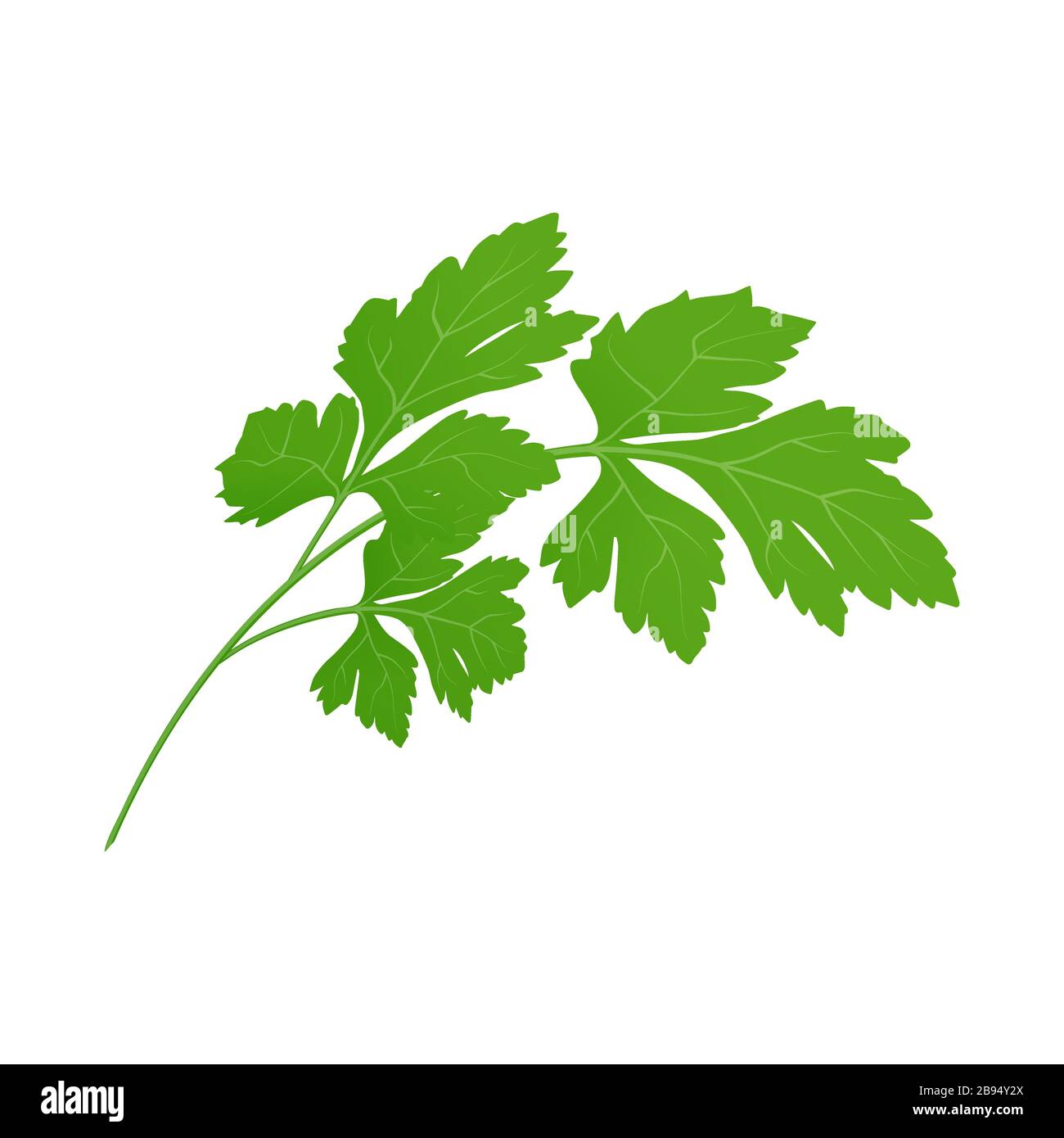 Fresh green parsley leaves on white background. Parsley isolated