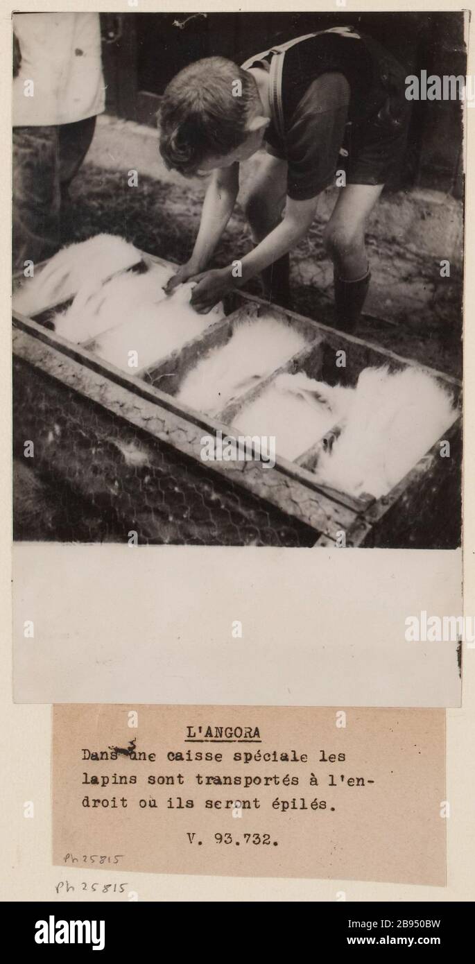 Rabbit farming angora wool hi-res stock photography and images - Alamy