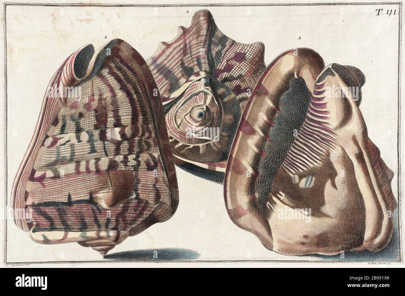 'Three Shells; English:  Italy, 18th century Prints; engravings Engraving with hand coloring Sheet: 12 x 17 7/8 in. (30.48 x 45.4 cm); image: 9 7/16 x 14 1/8 in. (23.97 x 35.88 cm) Mary Stansbury Ruiz Bequest (M.88.91.439) Prints and Drawings; 18th century date QS:P571,+1750-00-00T00:00:00Z/7; ' Stock Photo