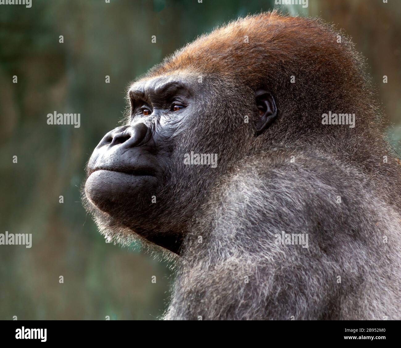 Close-up portrait of a silver-back gorilla thoughtfully looking into the distance Stock Photo