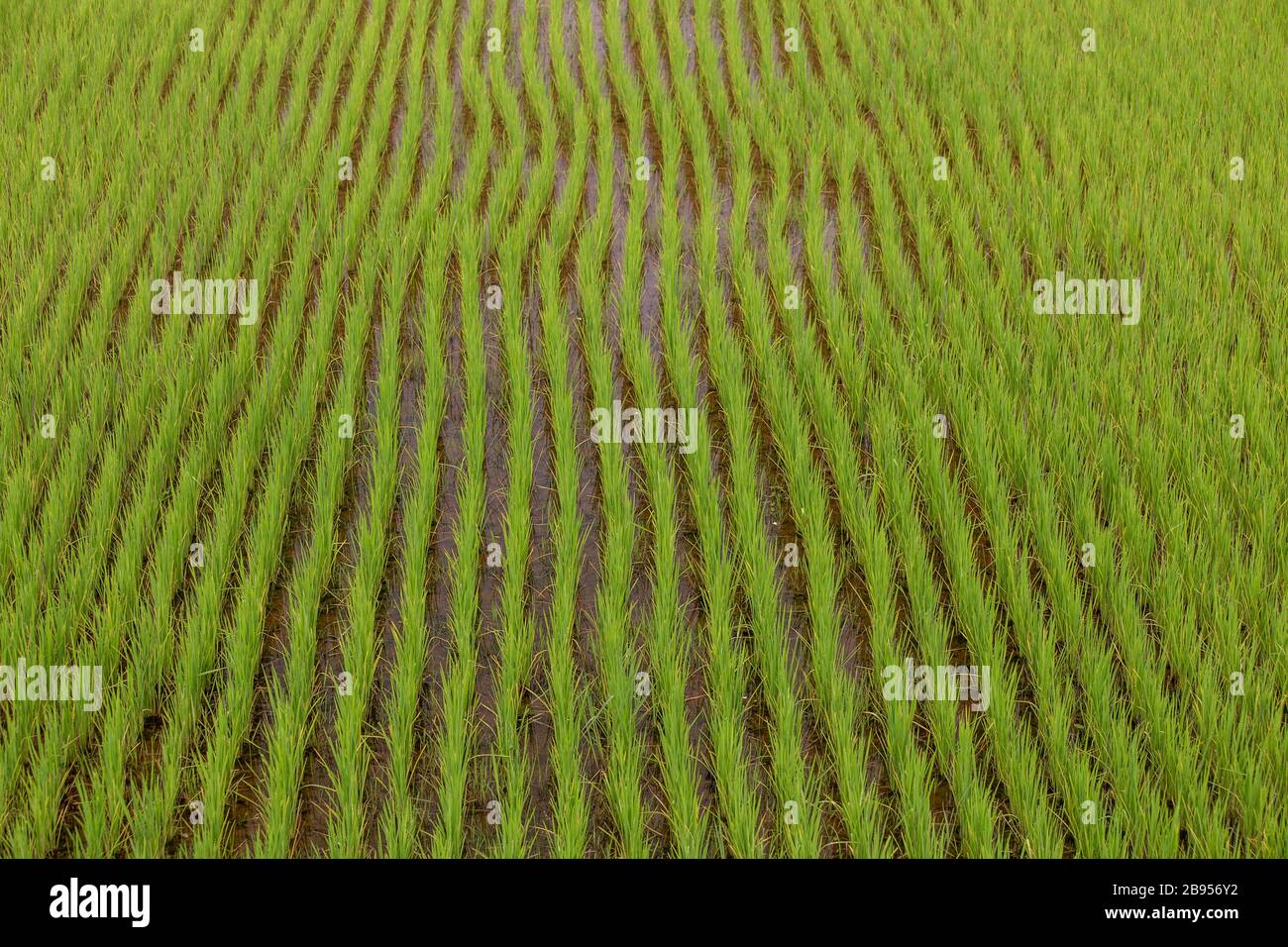 Paddy field near Antsirabe, Madagascar Stock Photo