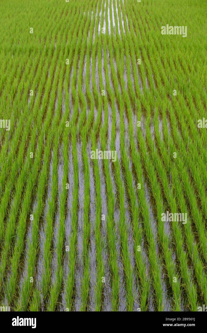Paddy field near Antsirabe, Madagascar Stock Photo - Alamy