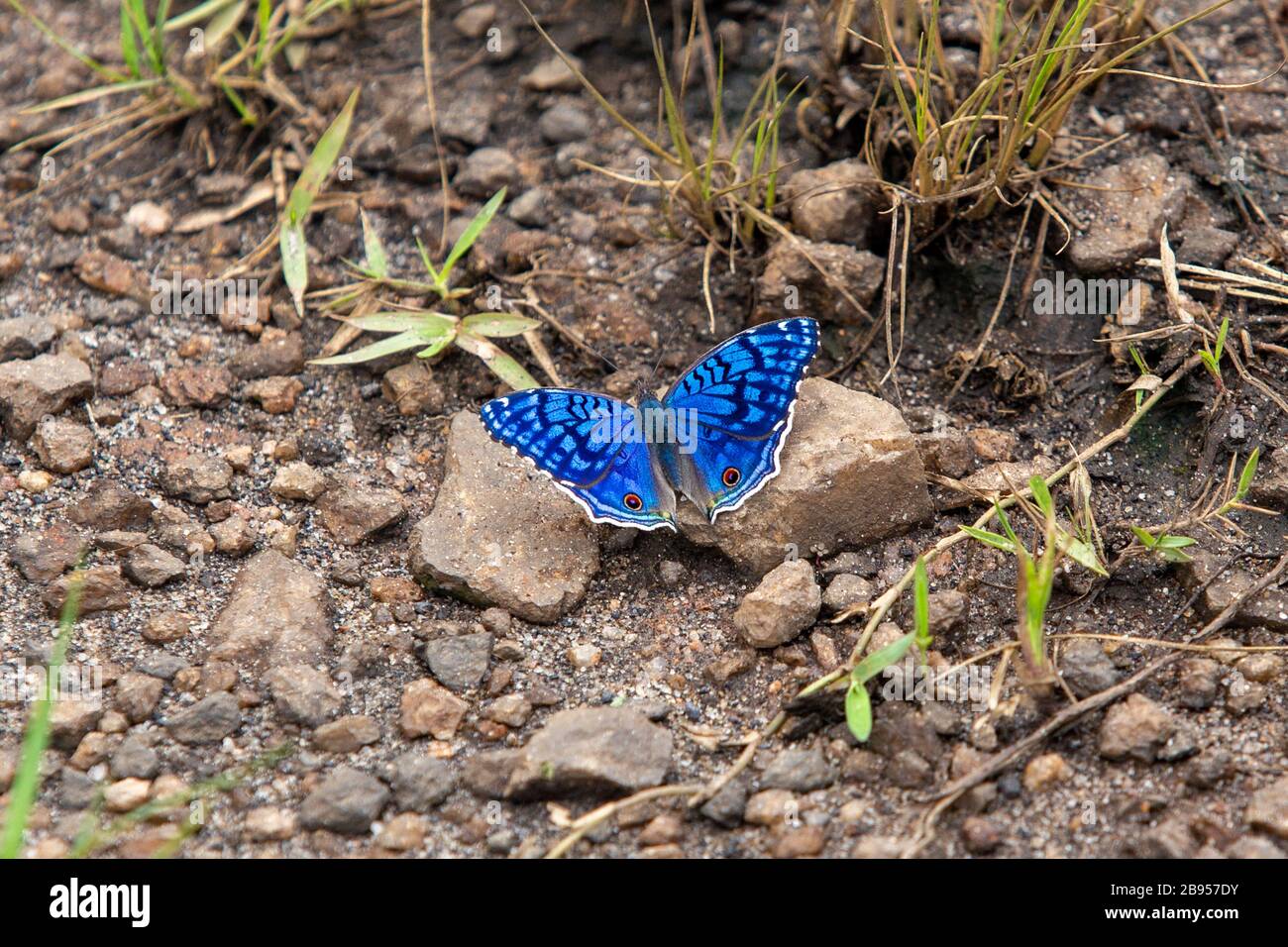 Blue butterfly in Madagascar Stock Photo